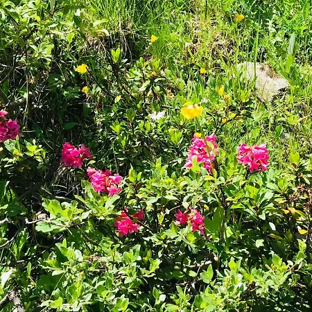 Апартаменты Super Studio A Грименц