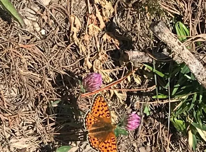 Super Studio A Apartman *